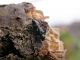 Poecilium_alni_Valle_del_Salto_11-X-2009.jpg
