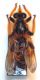 Asilidae_001.jpg