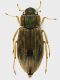 Helophorus_sp_Via_di Settebagni_14-III-2011_3,5mm.jpg