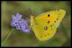 Colias croceus 2 0 9.jpg
