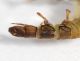 Larva Monserrato2.JPG