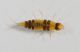 Larva Monserrato6.JPG