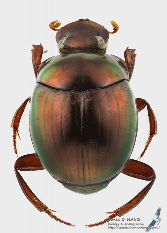 scarab1peru_s.jpg