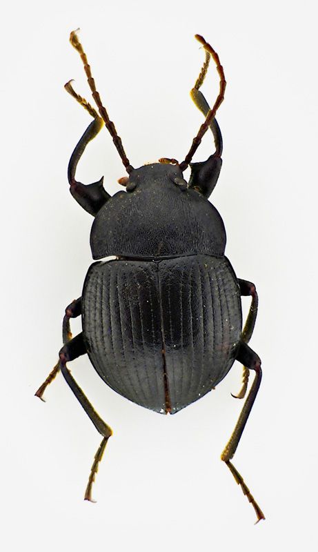 Tenebrionidae.jpg