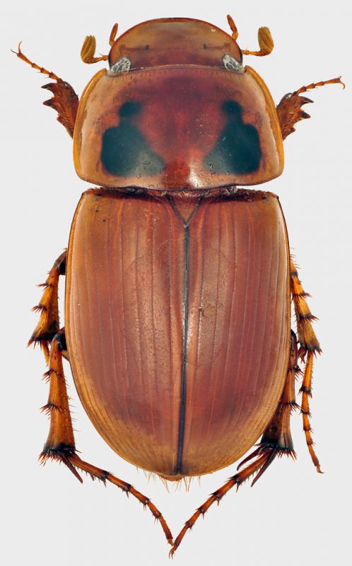 Aphodius-Gabon.jpg