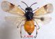 n° 2797 dos cyanocrocea F.jpg