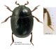 Gnathoncus%20buyssoni.jpg