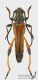 Stenopterus_atricornis_s.JPG