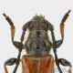 Stenopterus_atricornis_det.jpg
