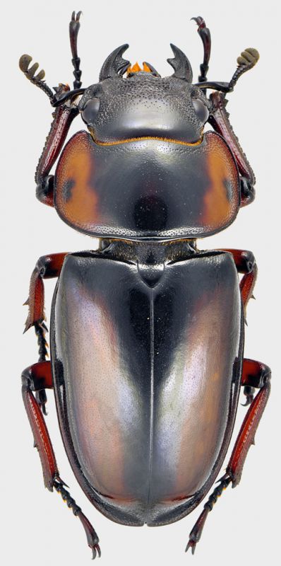 Lucanidae-Gabon-1.jpg