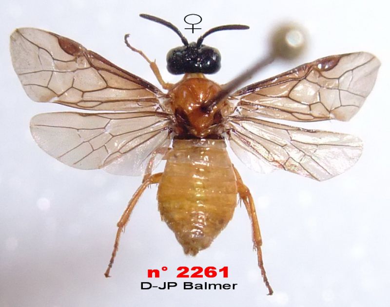 n° 2261 dos Sterictiphora angelicae.jpg