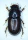 aphodius montanus.jpg