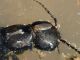 Ocypus_Fiano_20-III-2011_testa.jpg