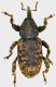 Curco-Gabon-3.jpg