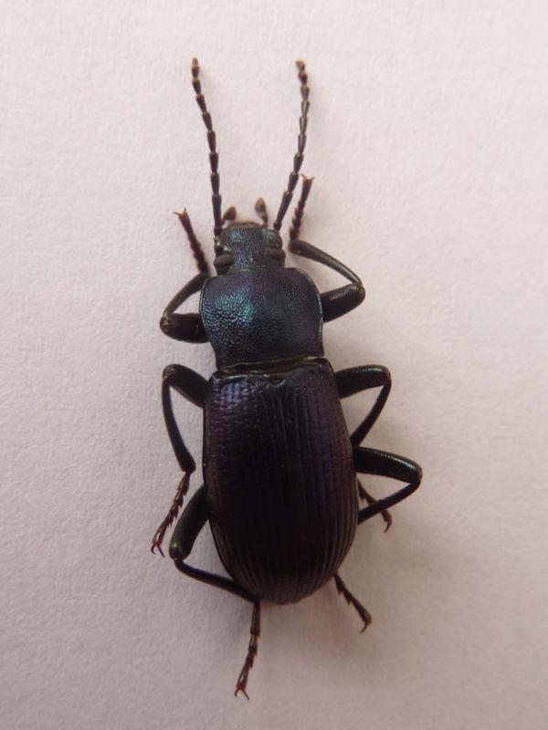 Tenebrionidae canzo.jpg