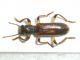Opilo domesticus 07-IX-09 sotto casa.jpg