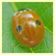 probabile Adalia bipunctata roma aniene 9.5.2010.JPG