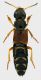 Staphylino_Parco_Aniene_18-III-2011_22mm.jpg