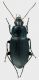 Carabidae_Parco_Aniene_18-III-2011_13,5mm.jpg