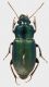 Carabidae_Parco_Aniene_18-III-2011_9,5mm.jpg