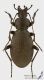 Carabus_coriaceus_s.jpg
