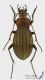 Carabus_ullrichii_s.jpg