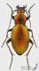 Carabus_obsoletus1_s.jpg