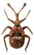 Claviger longicornis P.W. Müller, 1818.jpg