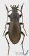 Carabus_violaceus_s.jpg