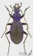 Carabus_intricatus_m_s.JPG