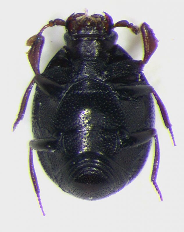 Histeridae_Ostia_21-III-2011.jpg