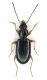 2-Bembidion sp.-  Lg. 5.5 mm. - Lido di Venezia - loc.Alberoni - 10-II-2011.jpg