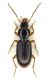 3-Bembidion sp. - Lg. 6.5 mm. -  Lido di Venezia Loc. Alberoni - 10-II-2011.jpg