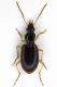 4-Bembidion sp. - Lg. 8 mm. -  Lido di Venezia Loc.Alberoni - 14-II-2011.jpg
