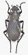 carinthiacus alpestris.jpg