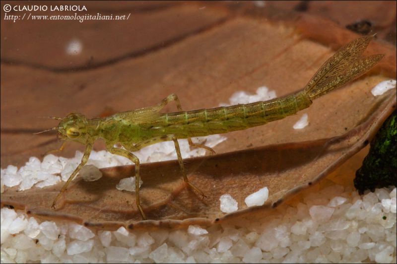 Ischnura_elegans_nymph_5144.jpg