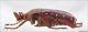 Stephanorrhina adelpha adelpha_lat_lo.jpg