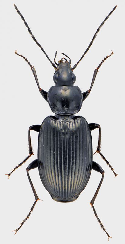 Carabidae-Cesine-1.jpg