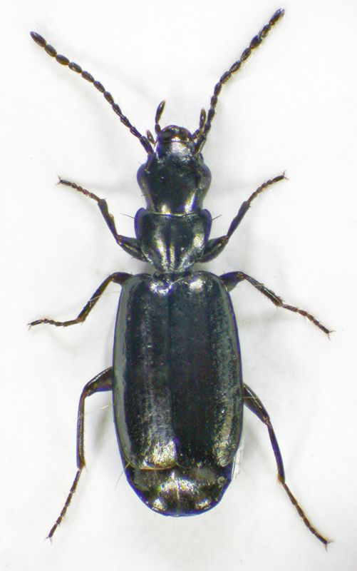 Carabidae-Cesine-2-3.jpg