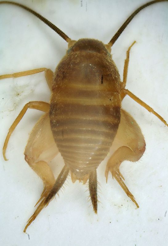 Mirmecophilus 1 4mm.JPG