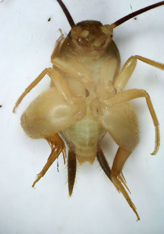 Mirmecophilus 2 4mm.JPG