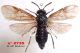 n° 2735 Arge nigripes F - forum.jpg