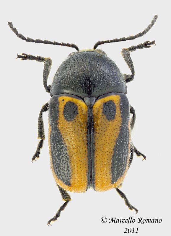 Cryptocephalus_maschio_piccolo.jpg