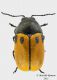 Cryptocephalus_femmina_piccola.jpg