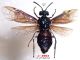n° 2963 Arge enodis F - forum.jpg