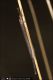 Creoleon_plumbeus_M_0204.jpg