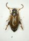 Alticino 09 2.1mm.JPG