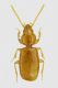 tn_Limnastis paladinii habitus.jpg