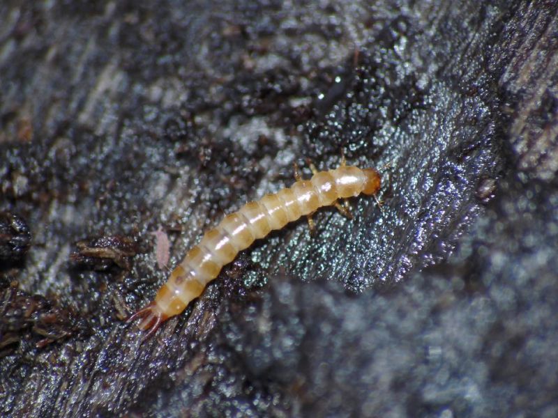 larva pioppo.JPG