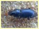 Carabidae Anzio 23.3.2011.JPG